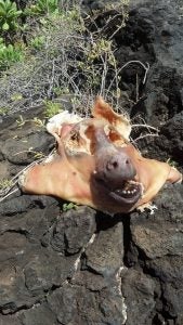 2013-07-13+11.00.11 Pig head