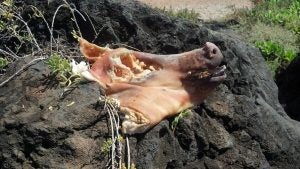 2013-07-13+11.00.53 Side view of pig head