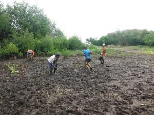 Four people playing in the mud