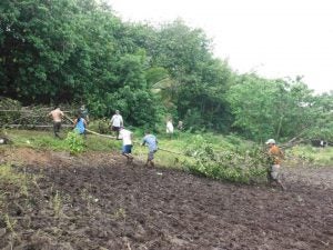 People hauling large tree