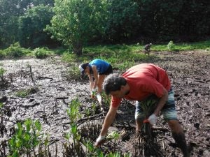 Two people pulling mangrove