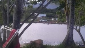 View of fishpond through trees