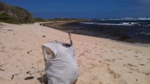 imag4361 trash bag on beach
