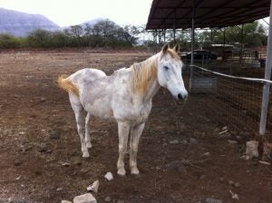 image10 horse