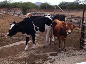image11 cows