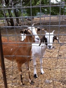 image2 two goats