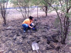 image20 woman digging rocks from ground