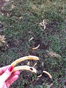 image8 seed pods on ground