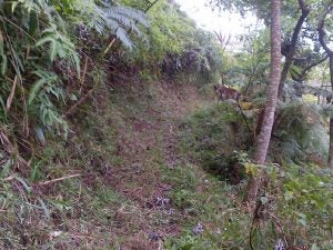 img-20120616-00029 clear trail in woods
