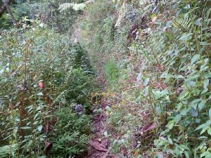 img-20120616-00030 overgrown trail